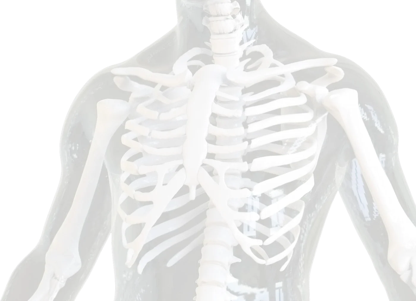 The anterior chest wall